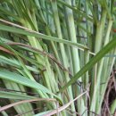 레몬그라스 이미지