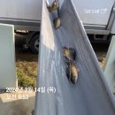 삼가향어 이미지