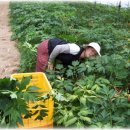 다올농장 이미지