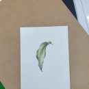 보태니컬 아트(기초) 이미지