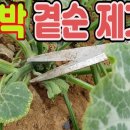 호박 곁순제거 호박순치기.호박재배방법.호박순지르기 두밀몬 구독자 3.93만명 이미지