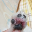 최우식동물병원 | 강아지발바닥 습진생겨서 방문한 하양 최우식 동물병원 진료후기