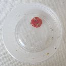 브라보 마이펫 | 입맛 까다로운 강아지도 좋아하는 수제 화식 '브라보마이펫' 급여 후기