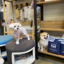 텐시퍼피 이미지