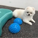 포롱도그 이미지