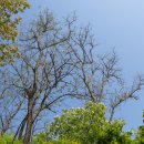 4/21 봉산 자생림 풍경 (은평구 봉산 생태모니터링- 아까시나무에서 팥배나무로의 천이) #편백나무 확장 공사 반대 이미지