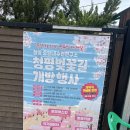 낙동강변로4-65 | 2026 청평 중앙내수면연구소 벚꽃, 4월14일 방문 후기