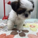 제주헬로우펫 이미지