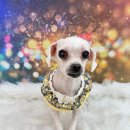 부천애견미용 멍미살롱 이미지