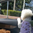 코기절미 이미지