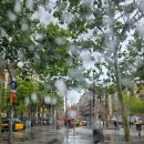 포도나무김밥 | 스페인 바르셀로나 한식당 맛집 포도나무 후기