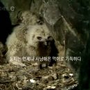 부엉이골 이미지