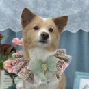 변신하개 이미지