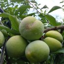 낙원농장4 이미지