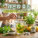 레몬밤 효능 내장지방 감량 다이어트 체중 조절 효과