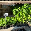 풍원농약사 이미지