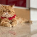 고대영동물병원 이미지