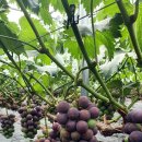 자옥농장 이미지