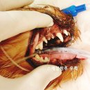 내포조은동물병원 이미지