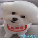 오래오래동물병원 | 천안 신부동 [고려동물병원] 재방문 후기
