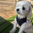 꼴통양꼬치 | [31] 세계최고 강아지 김아리