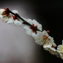 매화민박 이미지