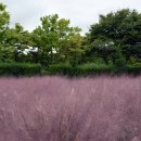 핑크파크 이미지