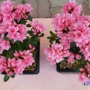 기리시마 이미지