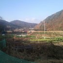 후겸농장 Daum카페