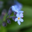 물망초forgetmenot 이미지