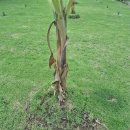 호프나라 이미지