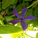 로렌시아 이미지