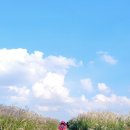 하늘공원 이미지