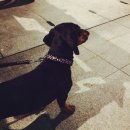 닥터훈트 이미지