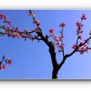 복사꽃피는마을 이미지