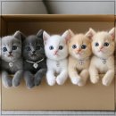 고양이눈 | 고양이 눈 영양제 선택방법 및 추천 후기