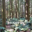 숲으로 가는 길 | 제주 머체왓 숲길 트레킹 후기, 가는 방법 코스 소요시간 주차장까지