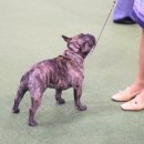 Jena house 이미지