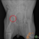 사랑우리애동물병원 이미지