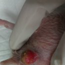 24시예스동물병원 이미지