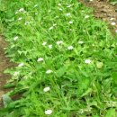 민들레농장 이미지