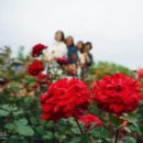 곡성-111 이미지