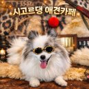 프리존 | 시고르댕 애견카페 후기｜마킹 프리존이라 수컷 강아지도 편했던 곳