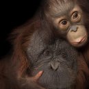 TEAM WILD WOLF 이미지