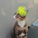 나무쉼터 동물병원 이미지