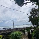 위미그라스 이미지