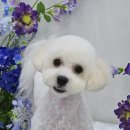 마이미미 반려견미용실 이미지