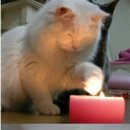 고양이 발바닥 이미지