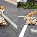 거북이 이미지