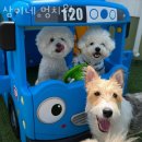 삼이네멍치원 | 서울 도봉구 애견호텔 삼이네 멍치원 할인 영업시간 가는길